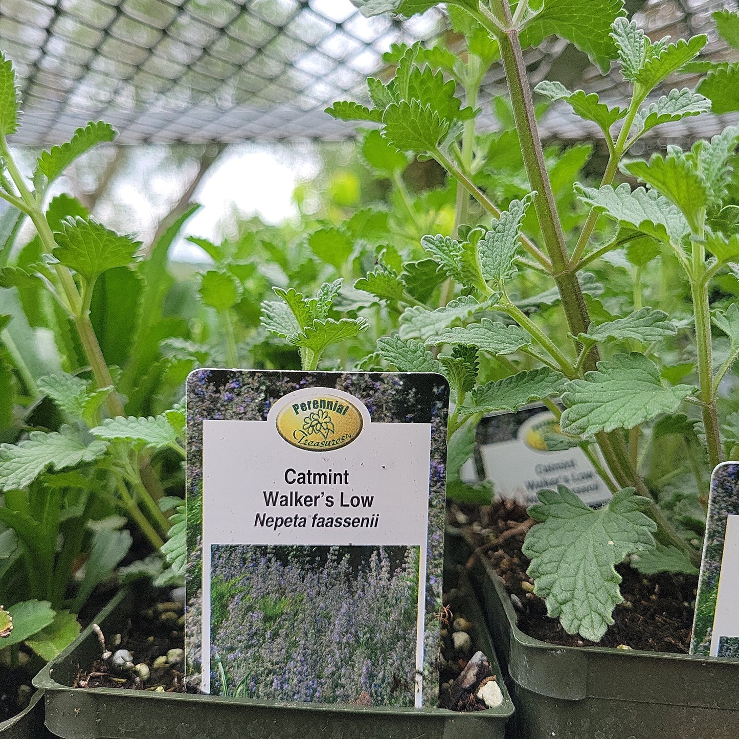 4" Catmint 'Nepeta Faassenii'
