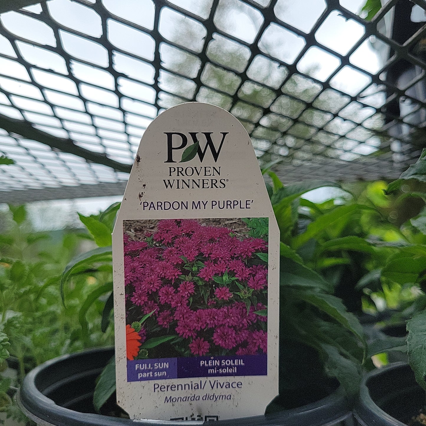 1 Gal Bee Balm 'Monarda Didyma'
