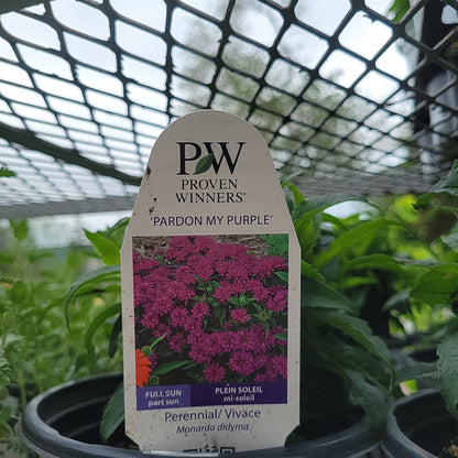 1 Gal Bee Balm 'Monarda Didyma'