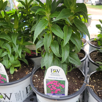 1 Gal Bee Balm 'Monarda Didyma'
