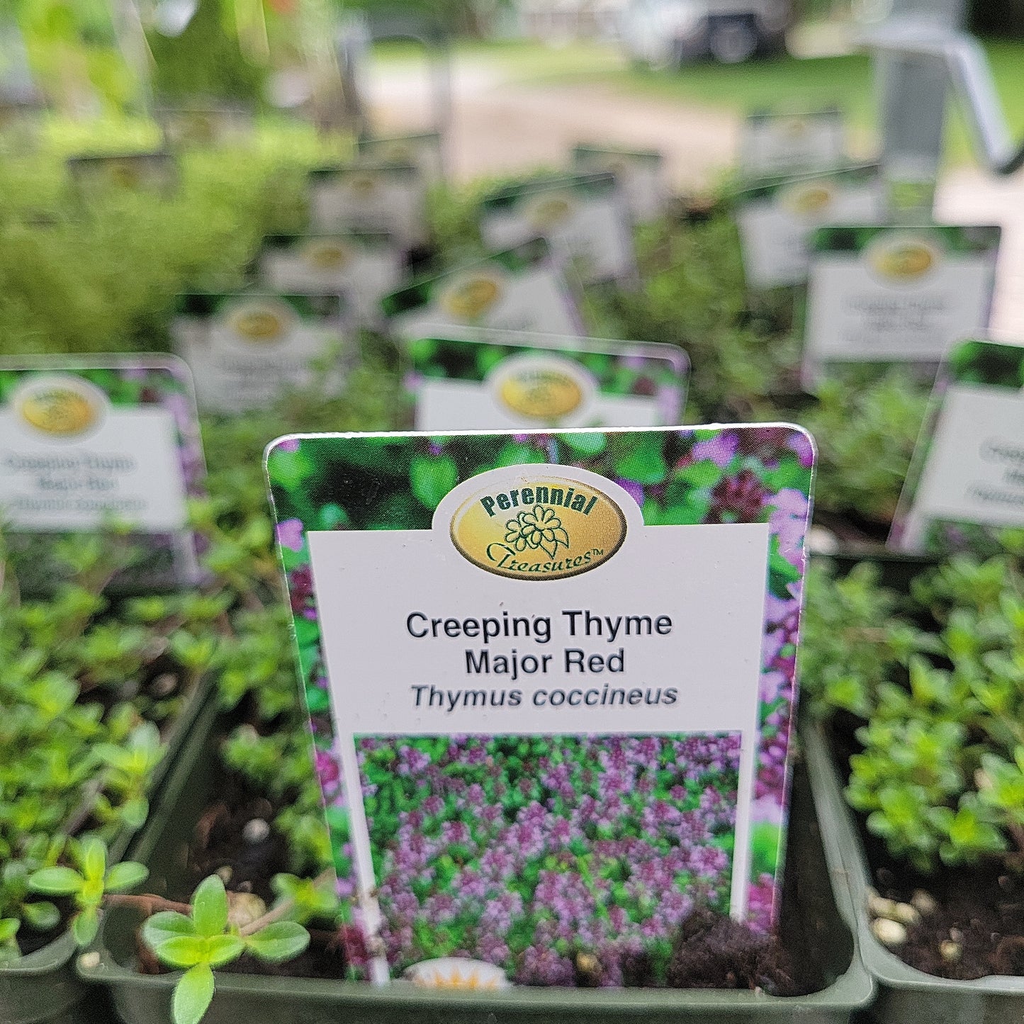 4" Thyme (Perennial)
