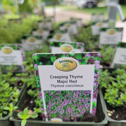 4" Thyme (Perennial)