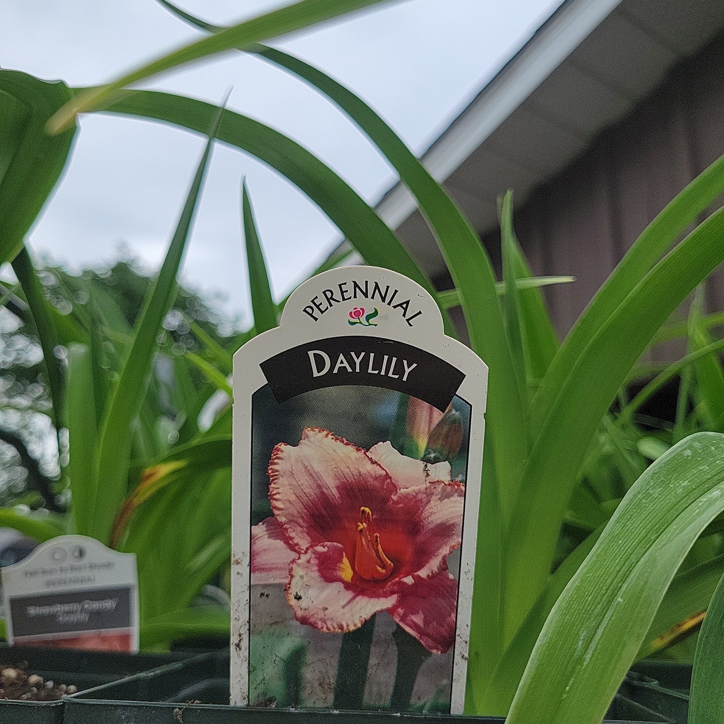 1 Gal Daylily (Hemerocallis)