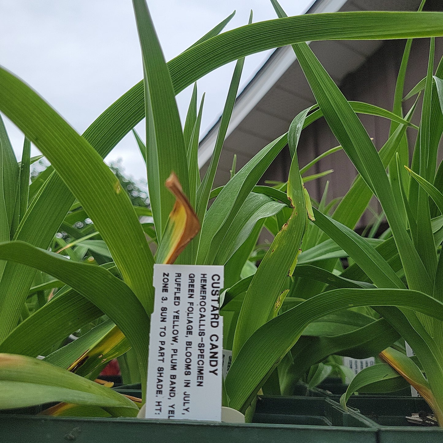 1 Gal Daylily (Hemerocallis)