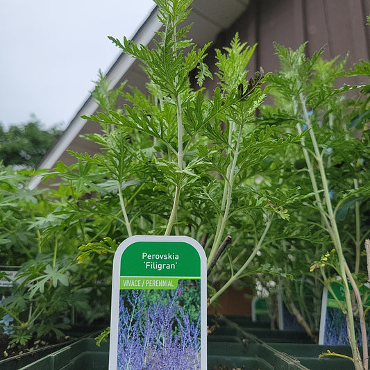 1 Gal Russian Sage (Perovskia)