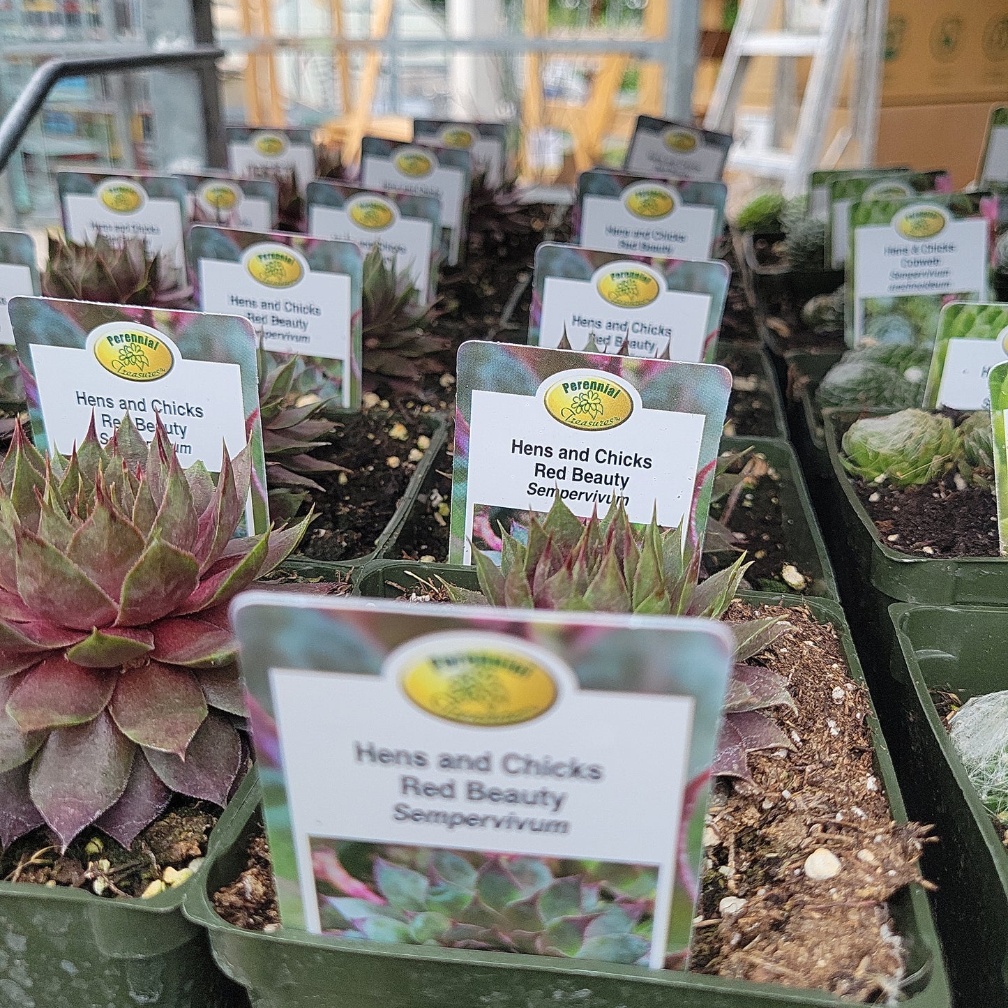 4" Hens and Chicks (Sempervivum)