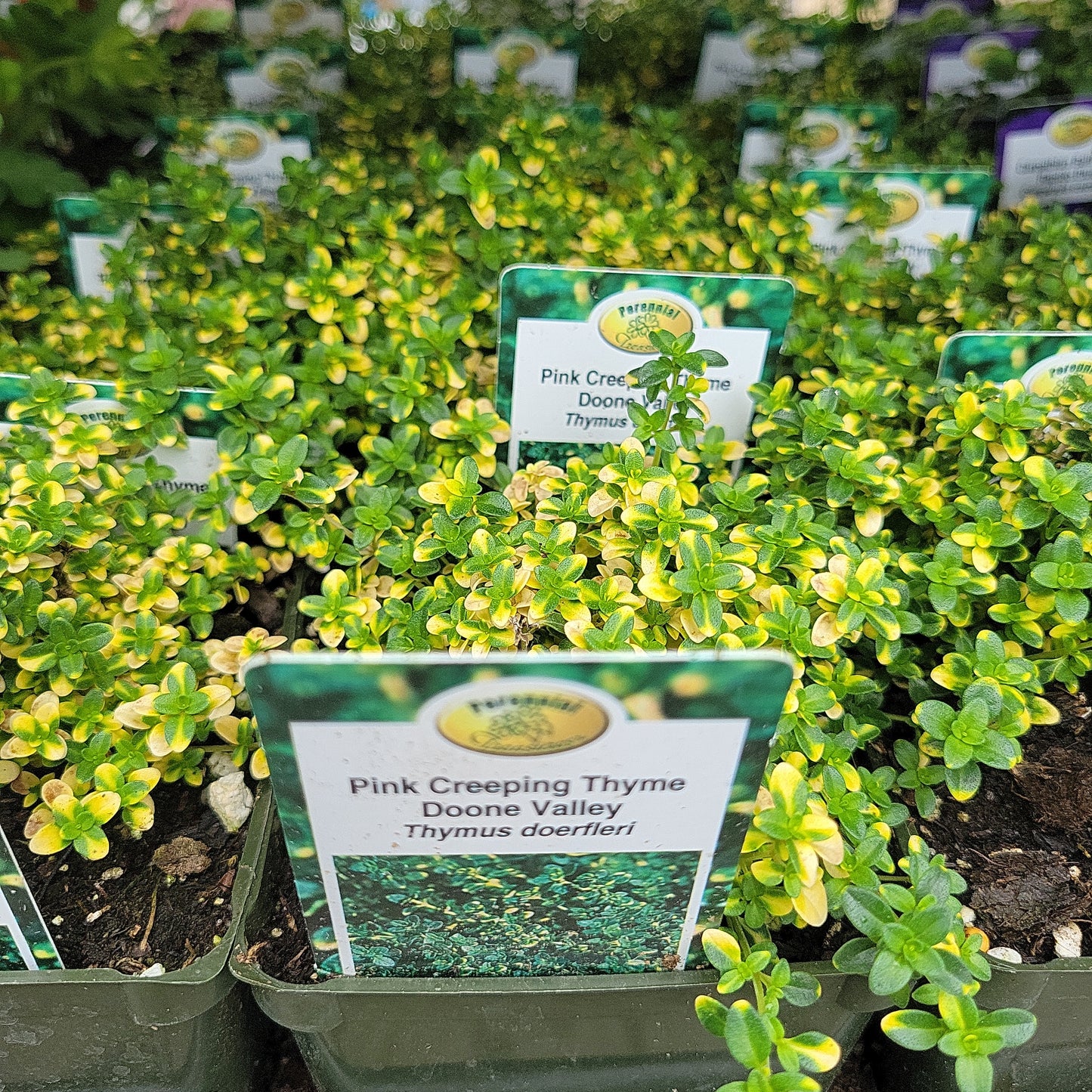 4" Thyme (Perennial)