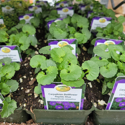 4" Bellflower 'Campanula'