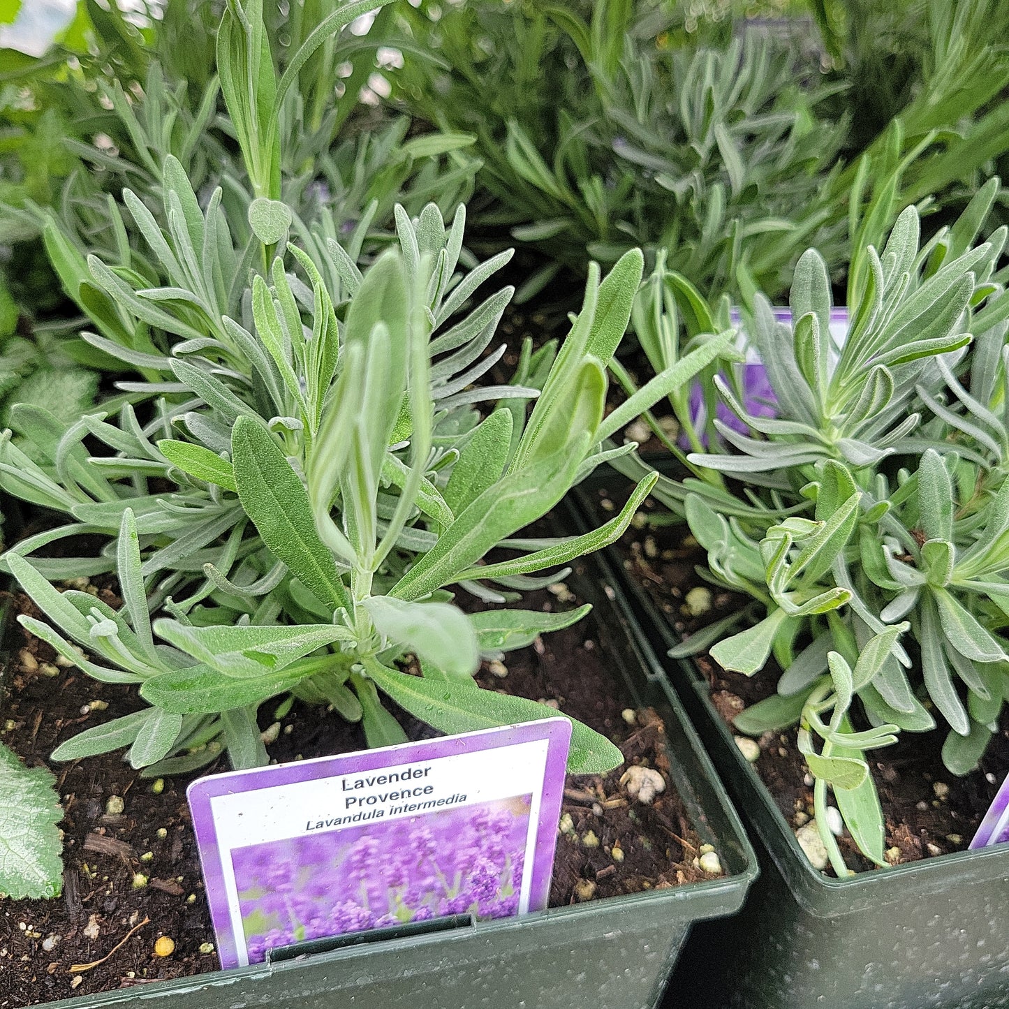 1 Gal Perennial Lavendero