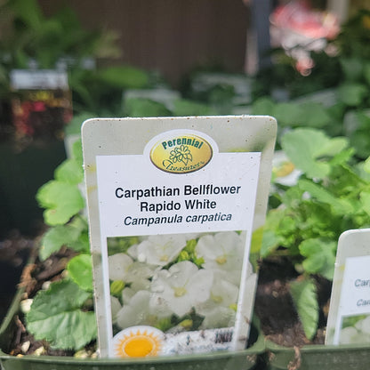 4" Bellflower 'Campanula'