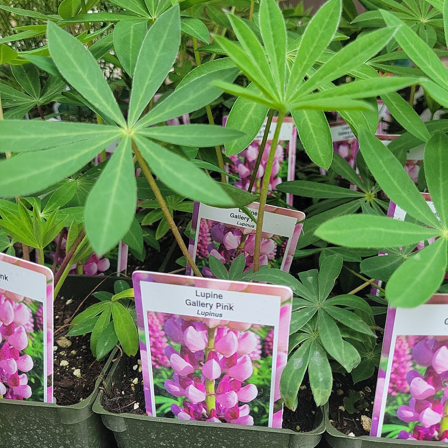 4" Lupine