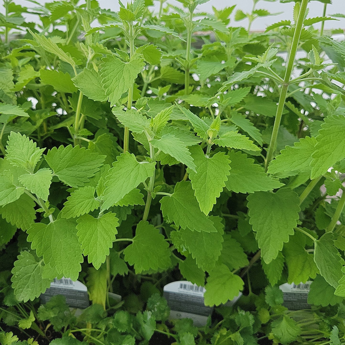 4.5" Organic Catnip