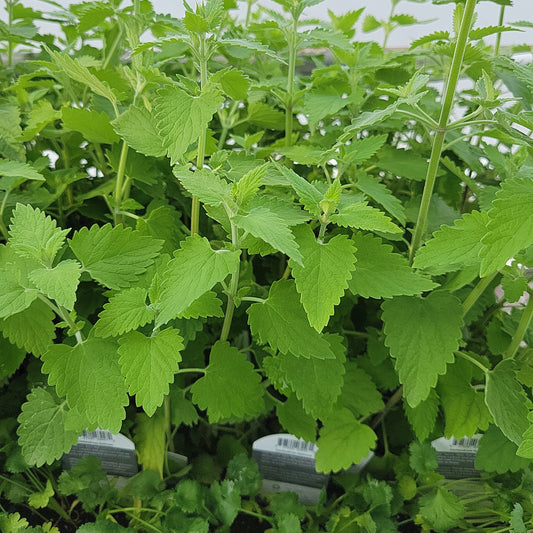 4.5" Organic Catnip