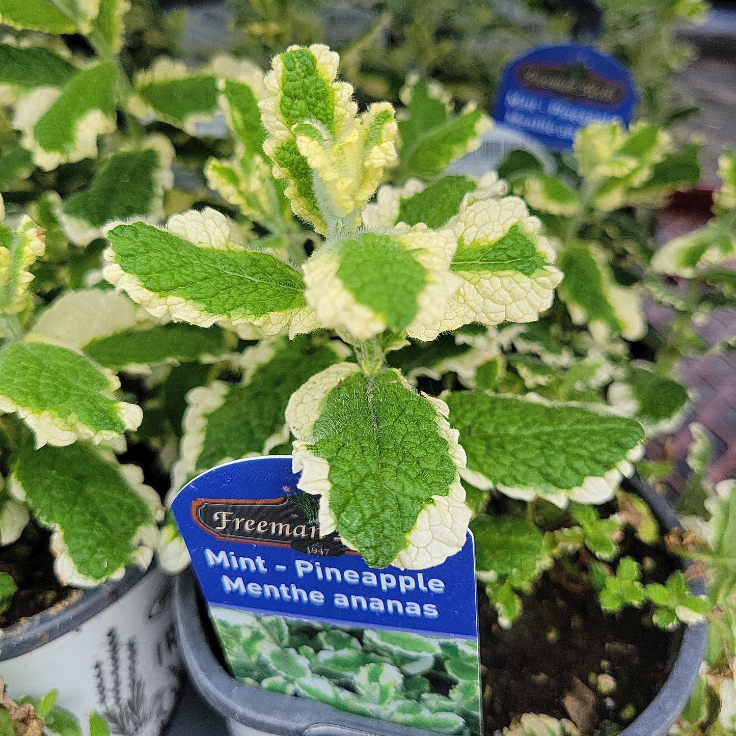 4" Mint (Herb)