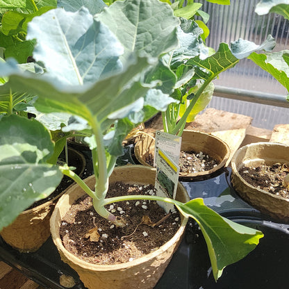 4" Broccoli