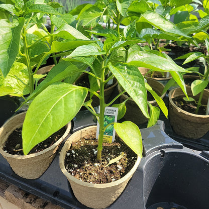 4" Sweet Peppers