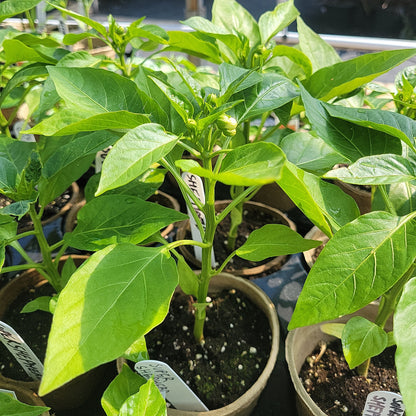 4" Sweet Peppers
