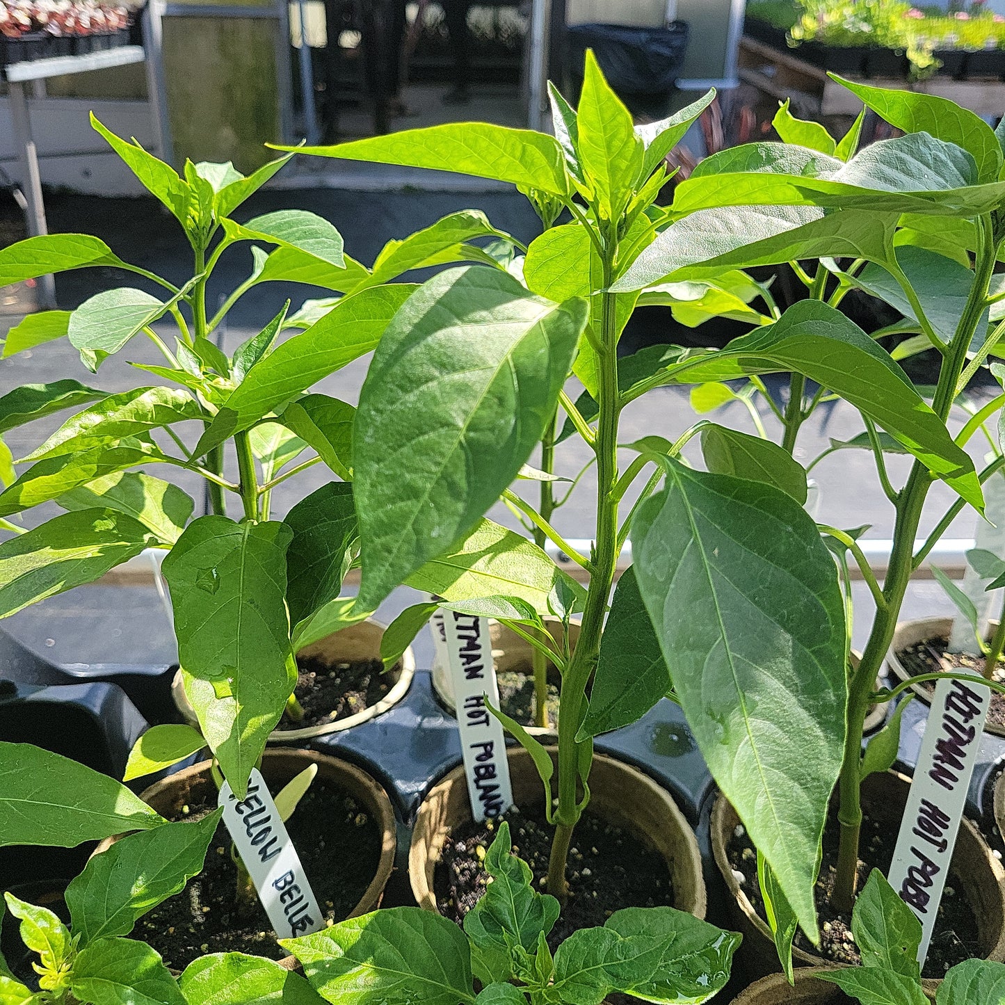 4" Hot Peppers