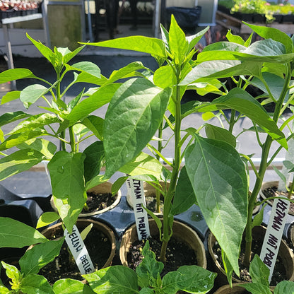 4" Hot Peppers