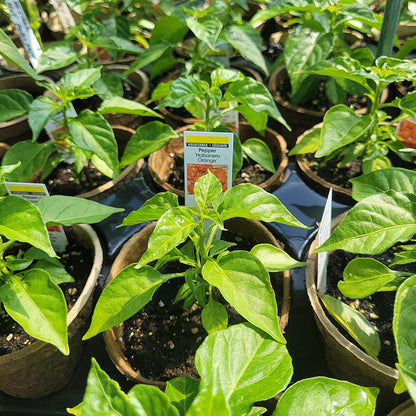 4" Hot Peppers