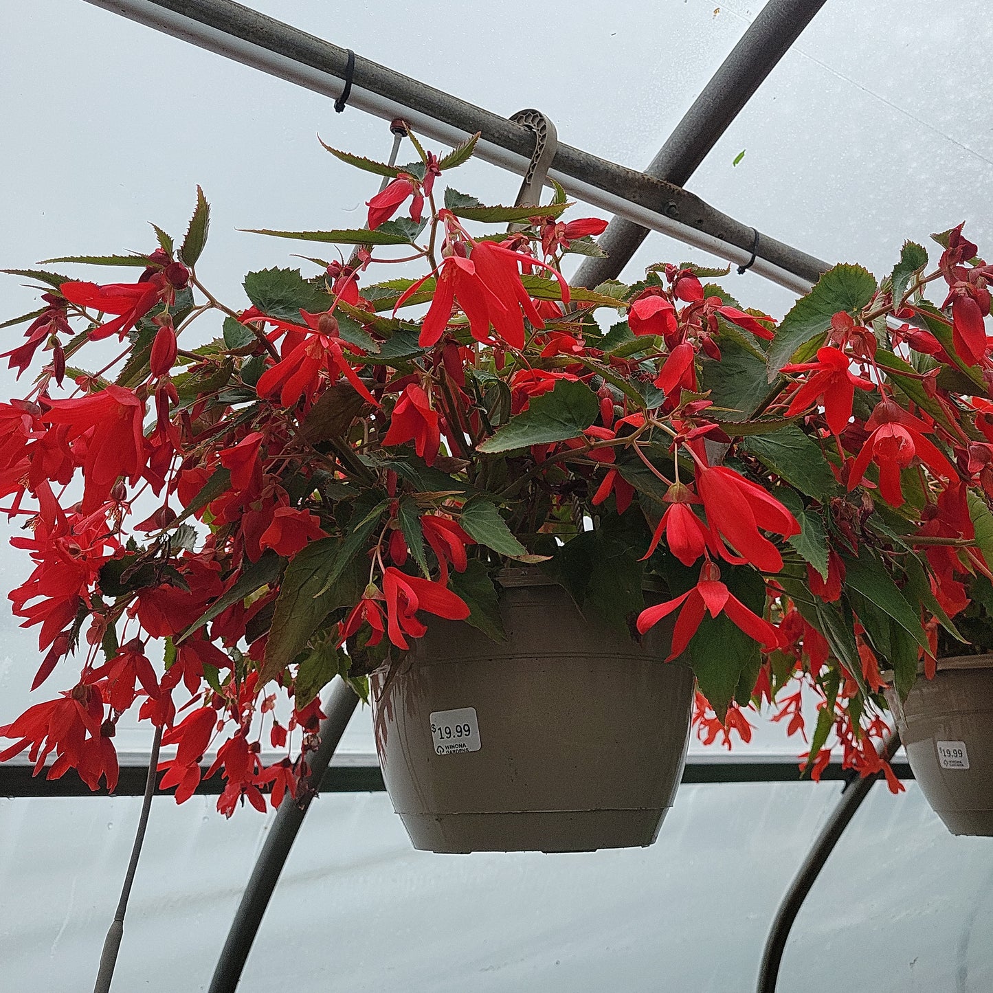 10" Trailing Begonia Hanging Basket (Encanto/Bossa Nova)