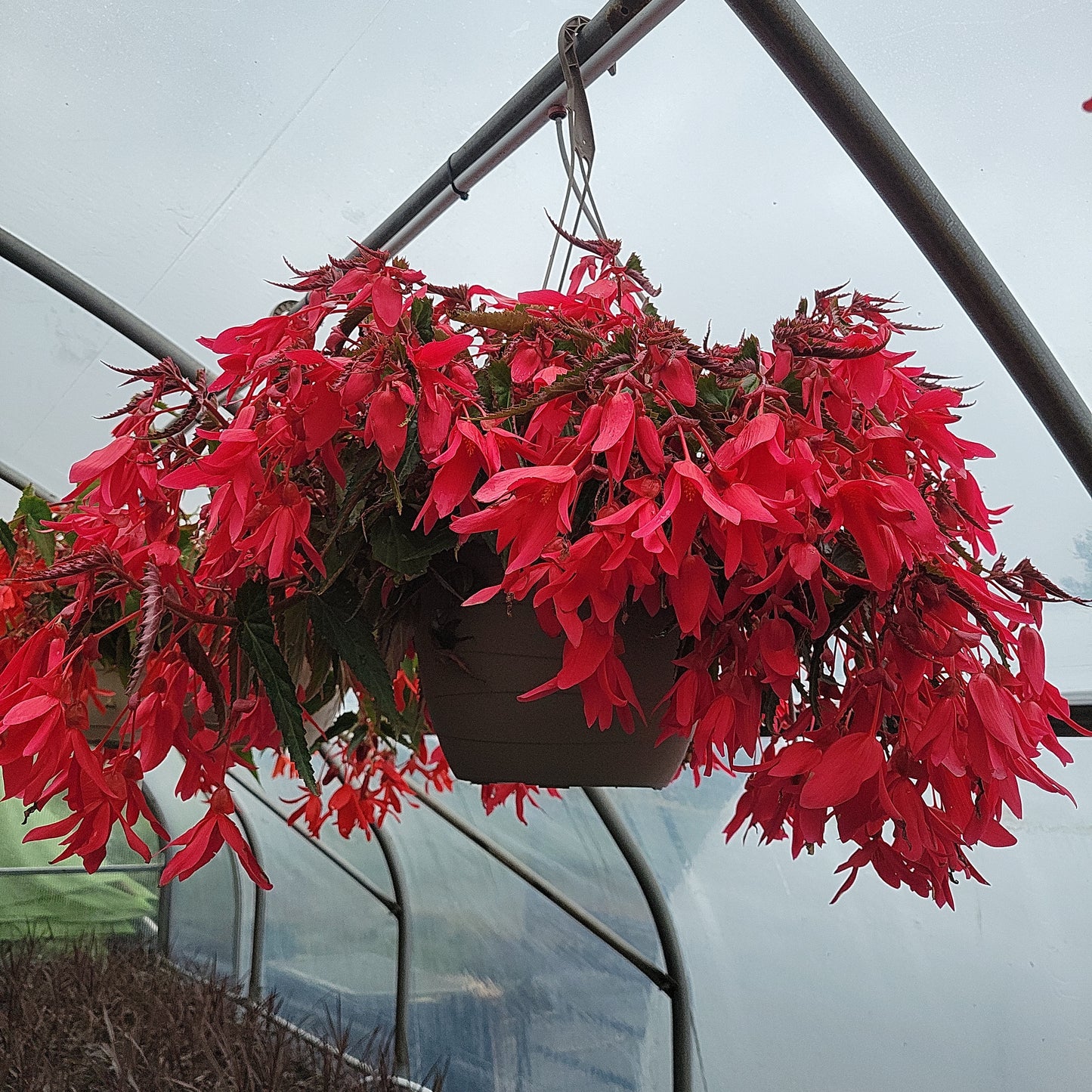 10" Trailing Begonia Hanging Basket (Encanto/Bossa Nova)