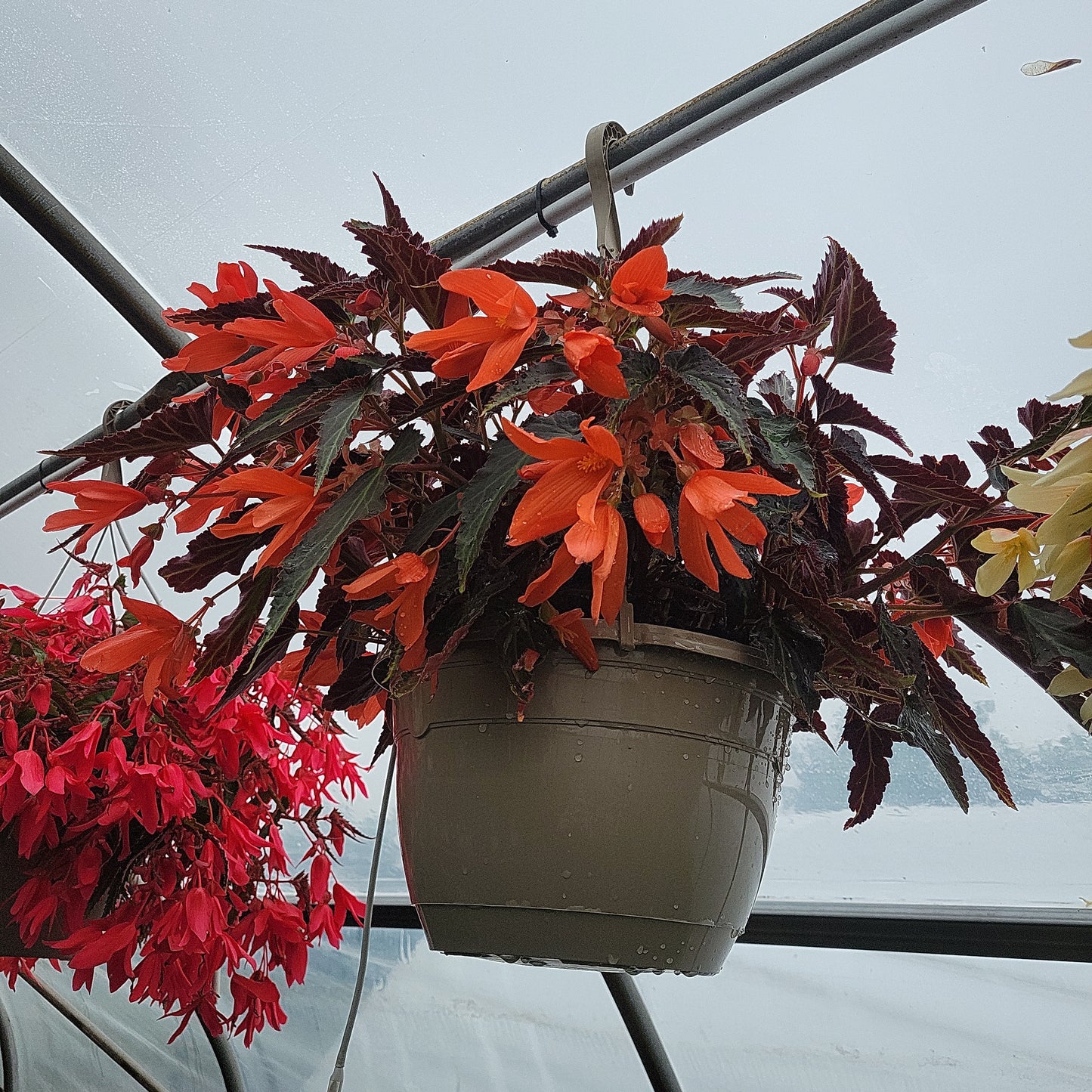 10" Trailing Begonia Hanging Basket (Encanto/Bossa Nova)