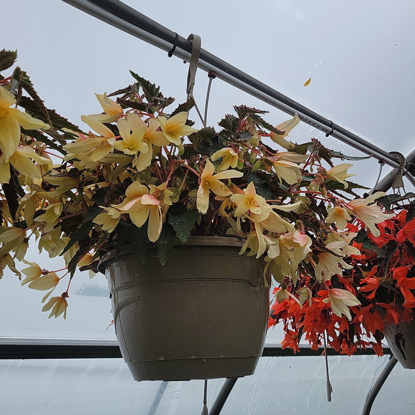 10" Trailing Begonia Hanging Basket (Encanto/Bossa Nova)