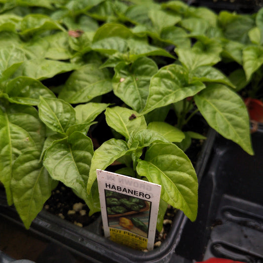 Habanero Pepper (Multi Pack)