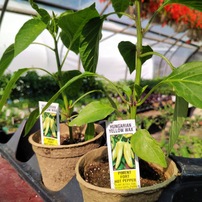 4" Hot Peppers