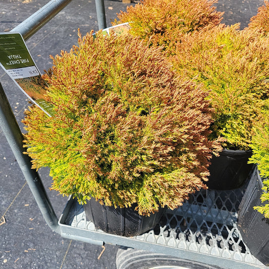Fire Chief Globe Cedar