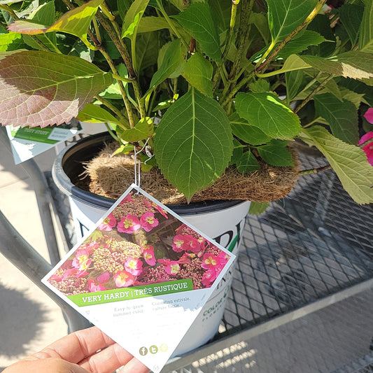 Tuff Stuff Red Hydrangea