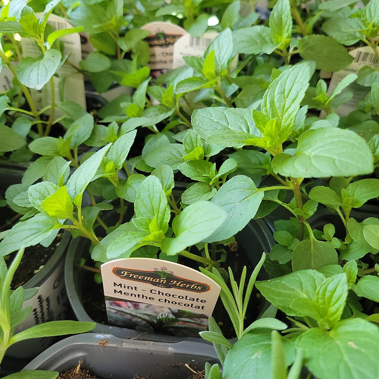 4" Mint (Herb)