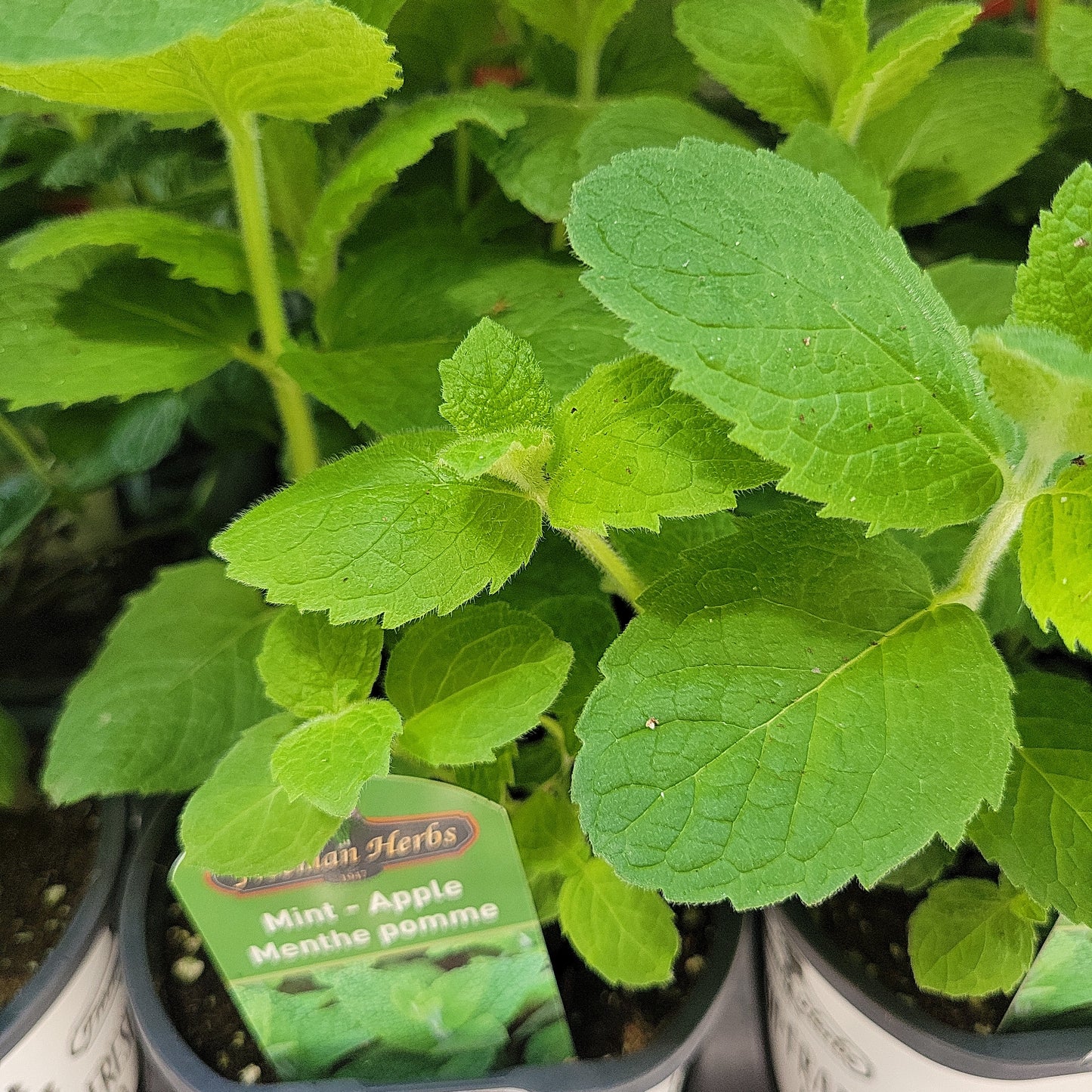 4" Mint (Herb)