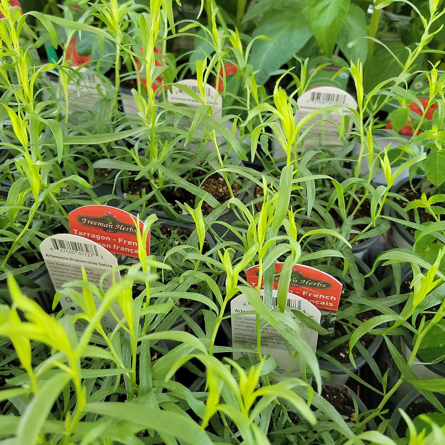 4" French Tarragon