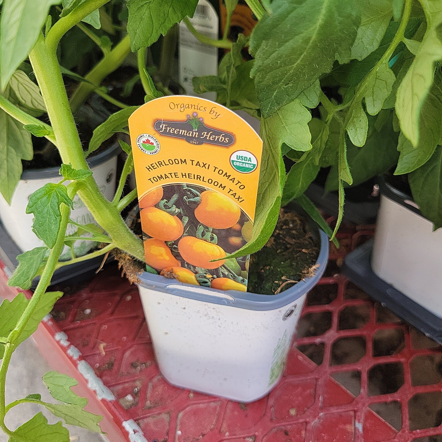 4" Organic Heirloom Taxi Tomato