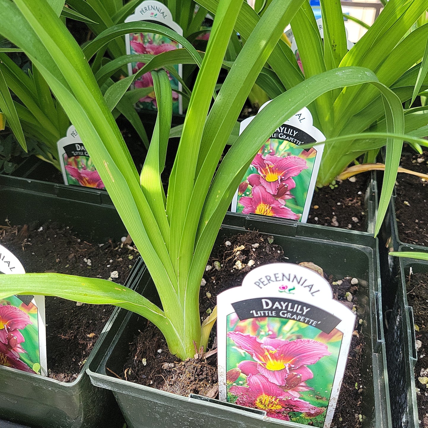 1 Gal Daylily (Hemerocallis)