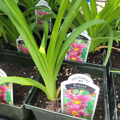 1 Gal Daylily (Hemerocallis)