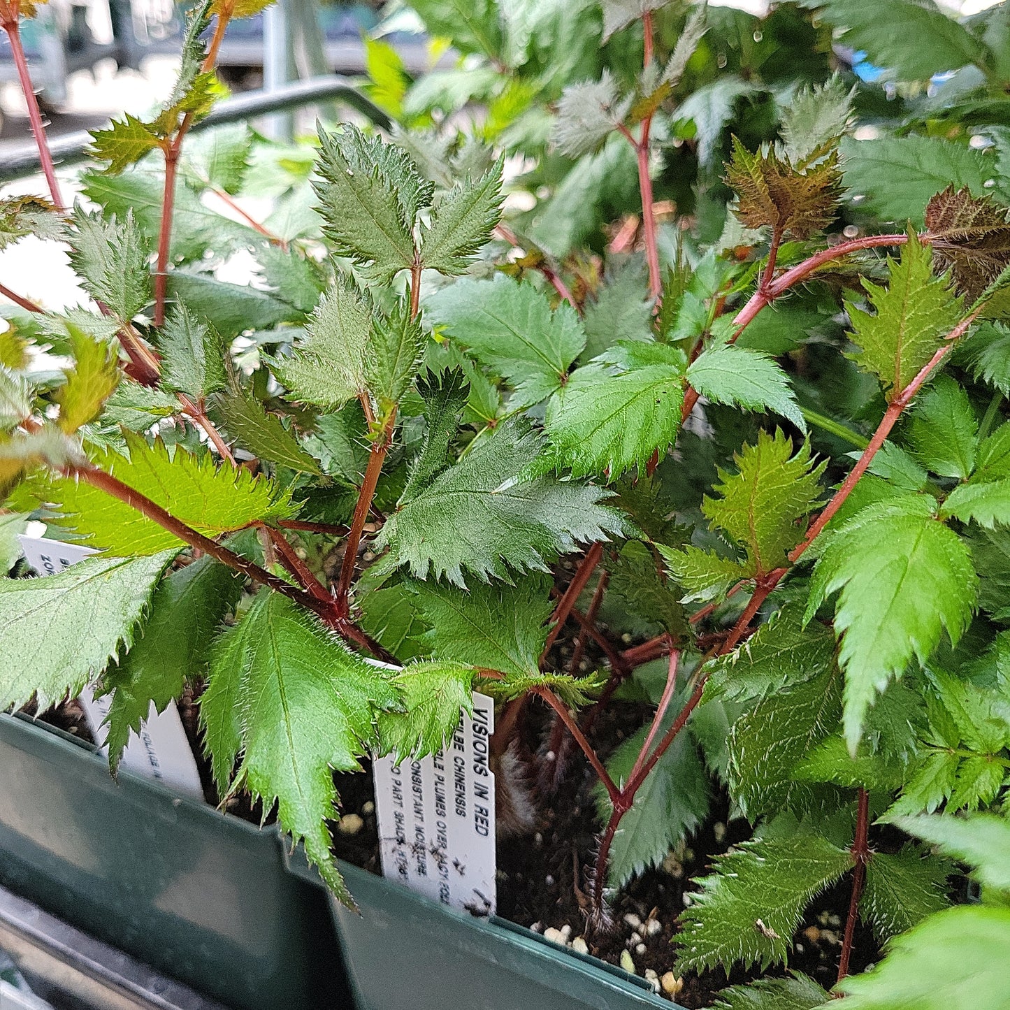 1 Gal Astilbe