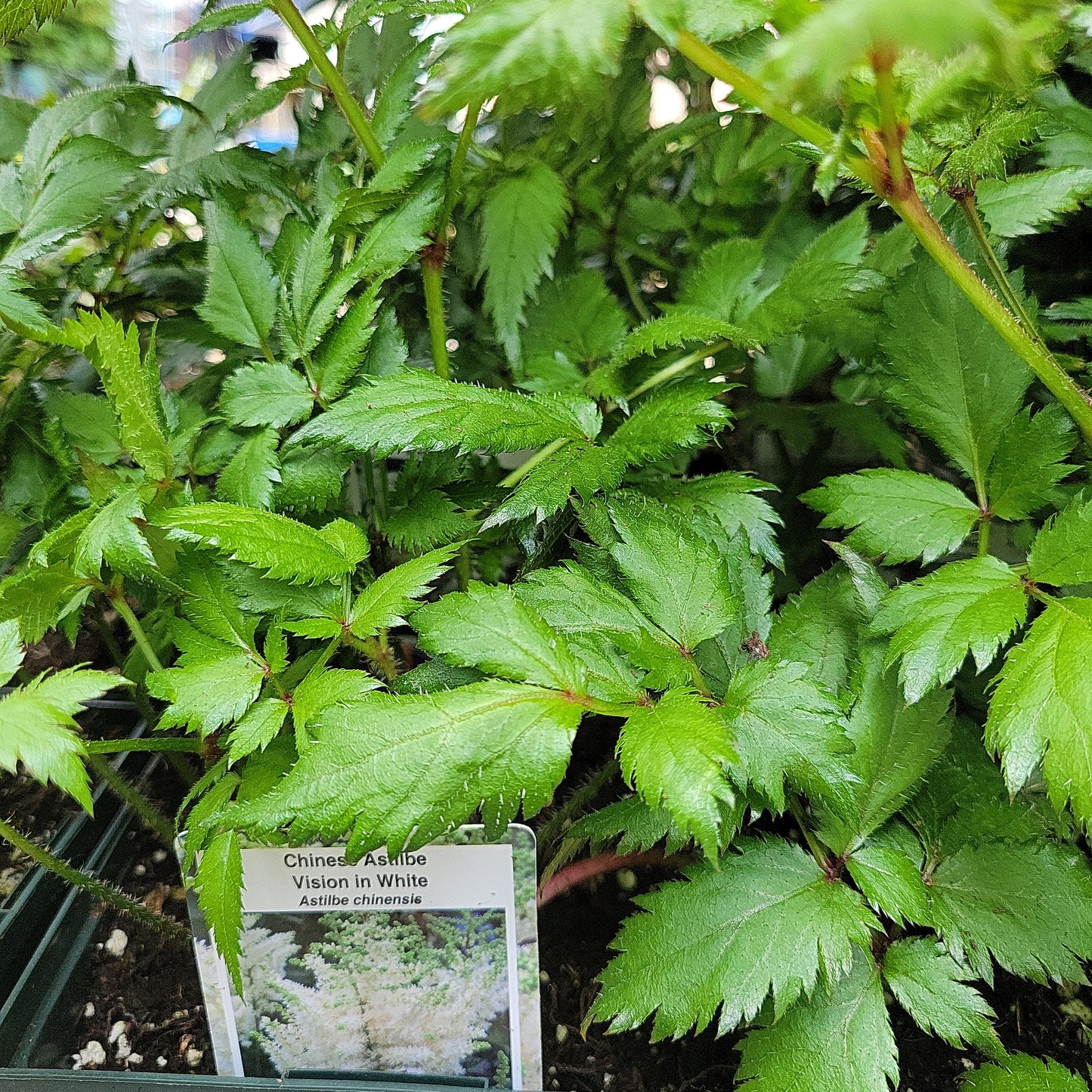 1 Gal Astilbe