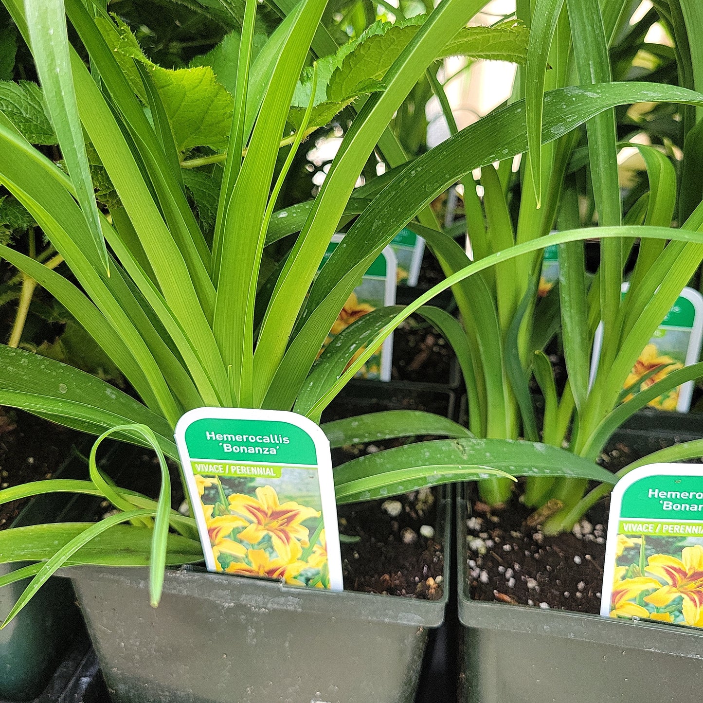 1 Gal Daylily (Hemerocallis)