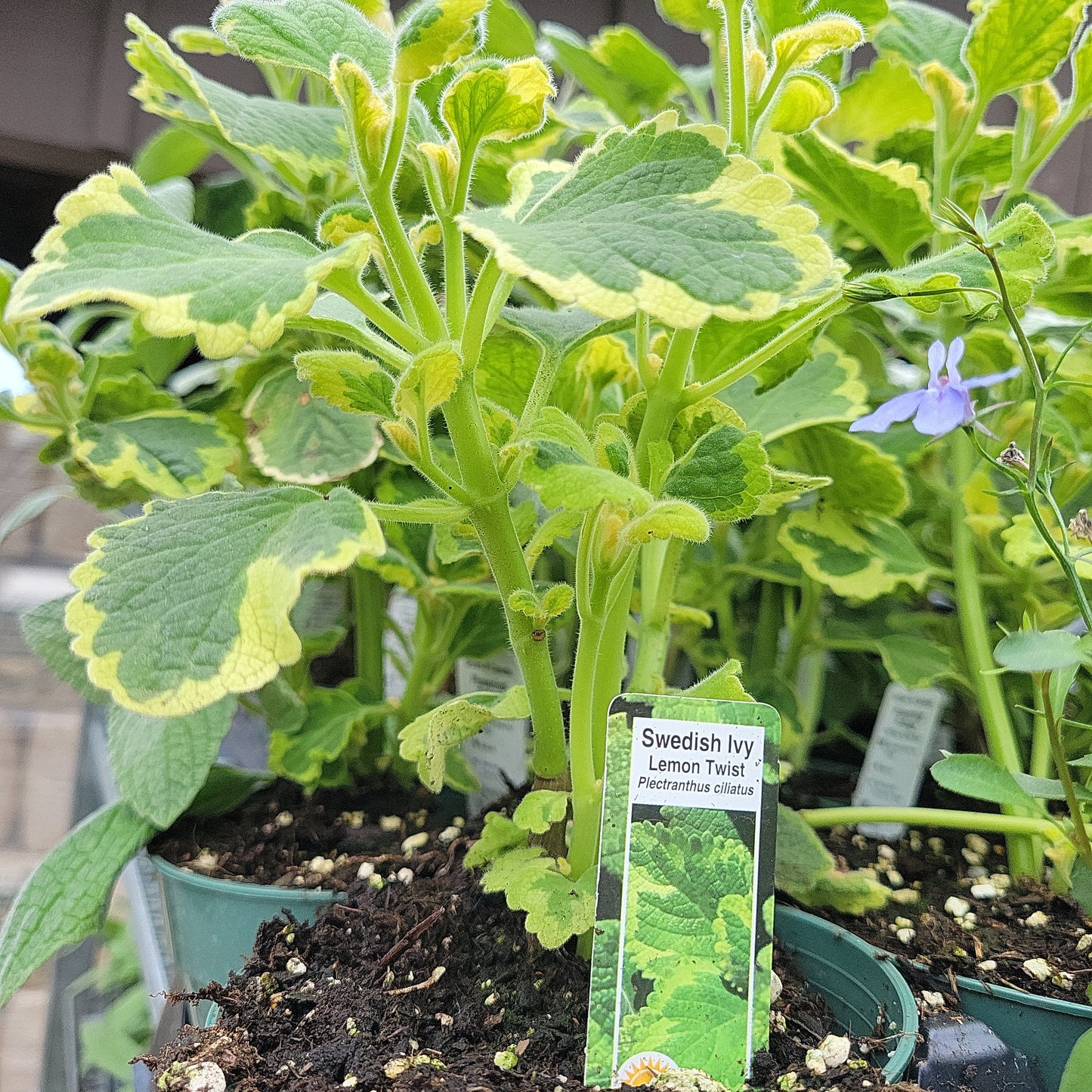 4" Swedish Ivy (Plectranthus)