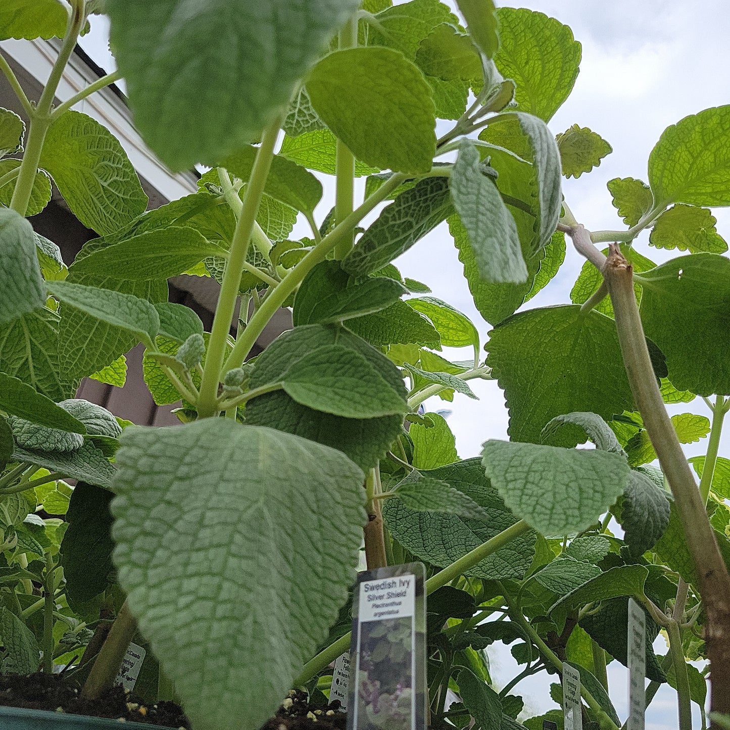 4" Swedish Ivy (Plectranthus)