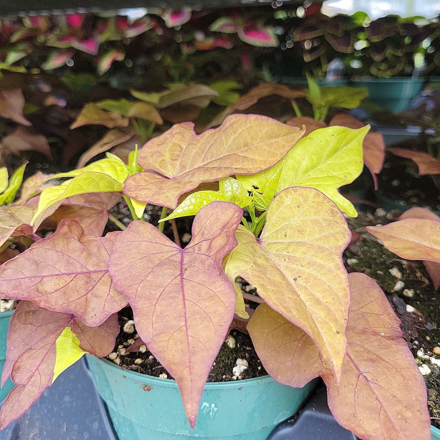 4" Potato Vine (Ipomoea Batas)