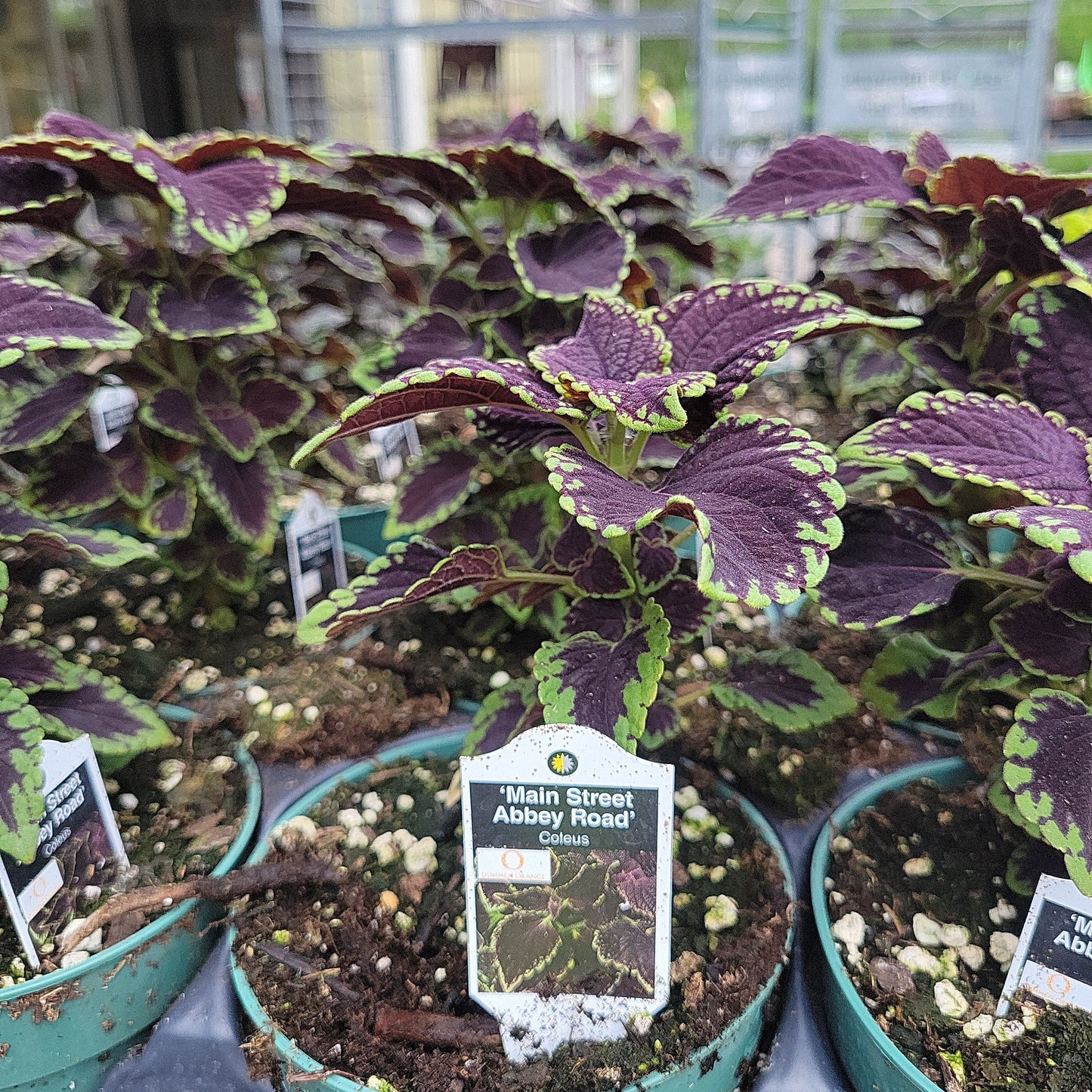 4" Coleus
