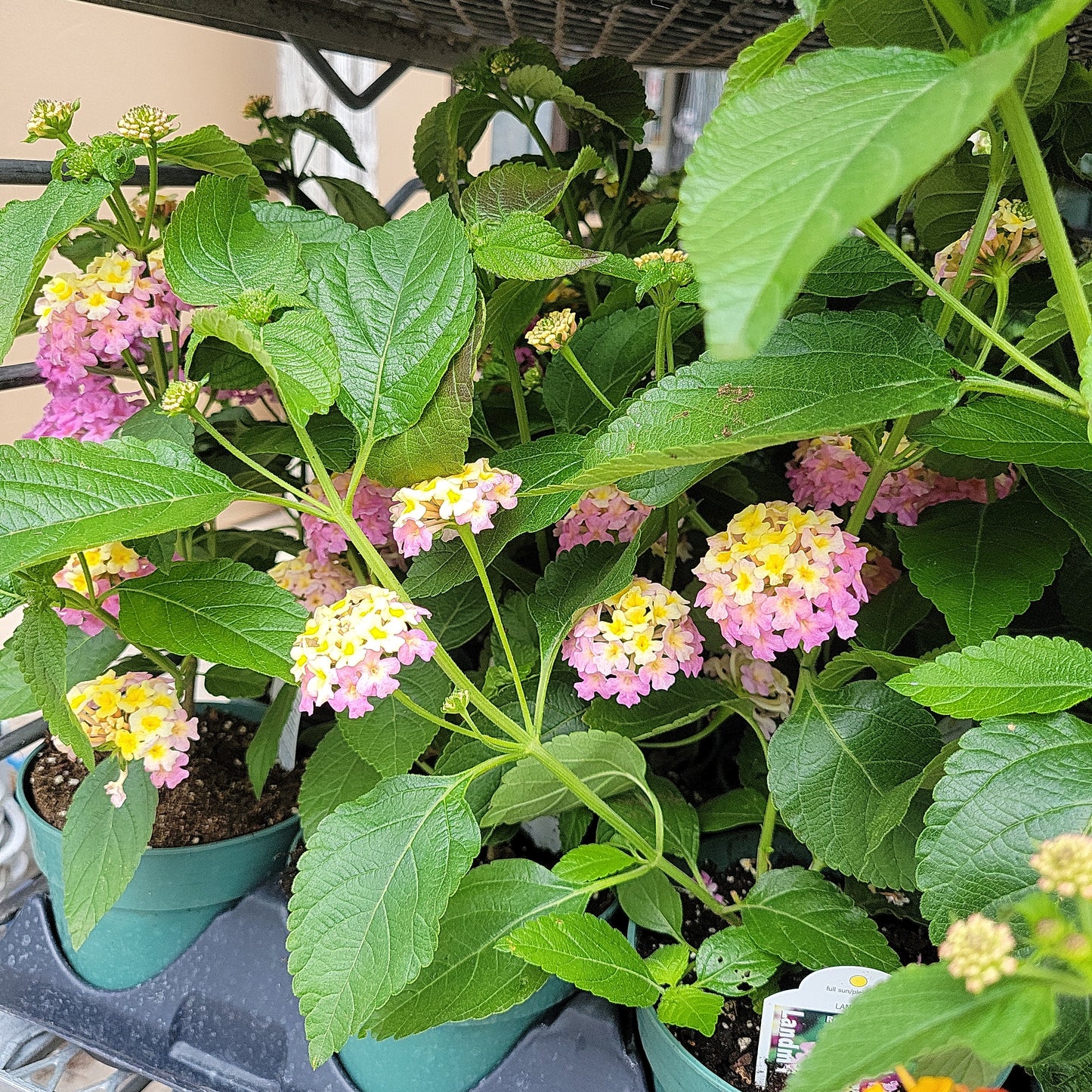 4" Lantana