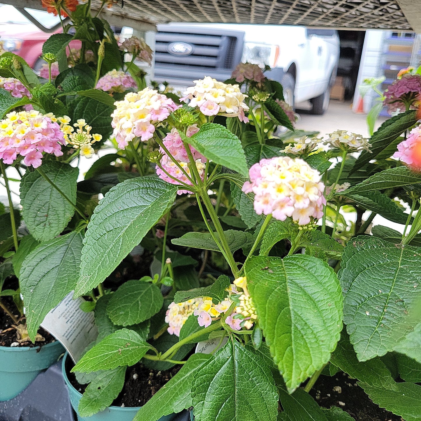 4" Lantana