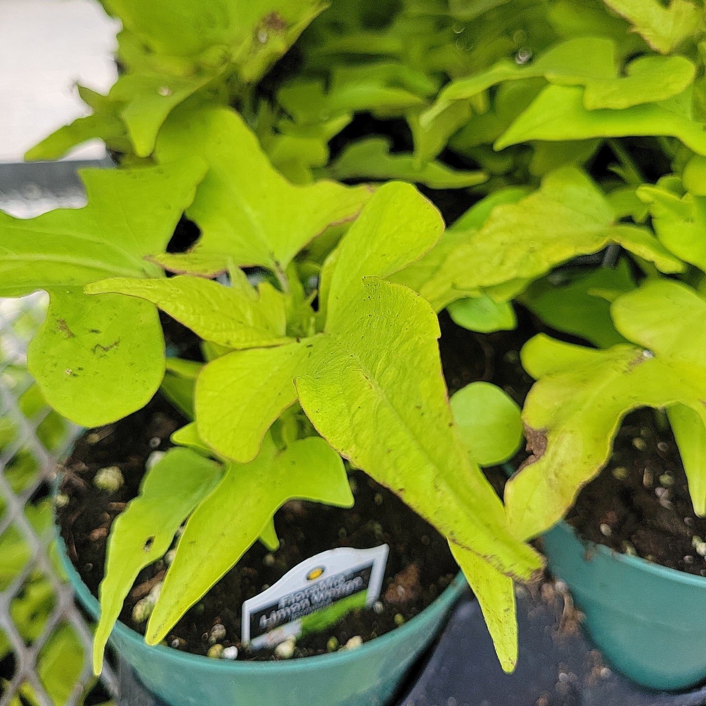 4" Potato Vine (Ipomoea Batas)