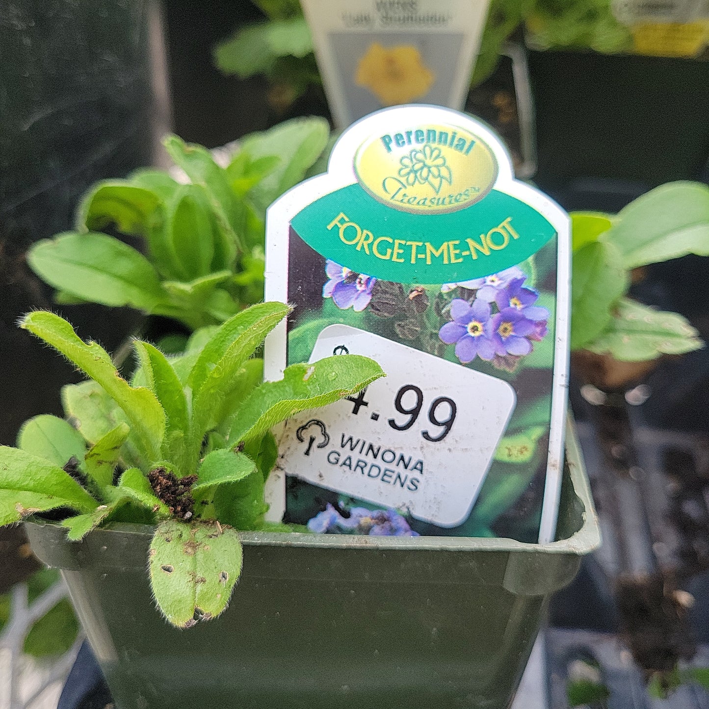 4" Myosotis (Forget me not)
