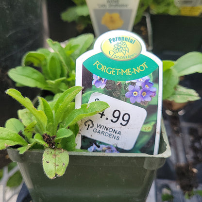 4" Myosotis (Forget me not)